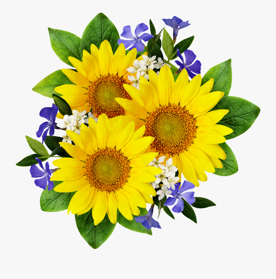 Sego Lily Clipart - Bouquet Of Sunflower Png, Transparent Clipart