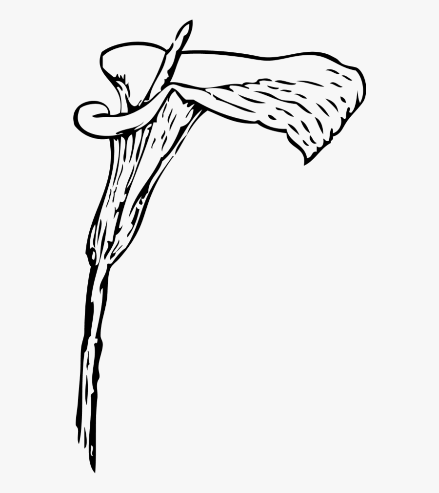 Calla Lily - Calla Lily Vector Png, Transparent Clipart
