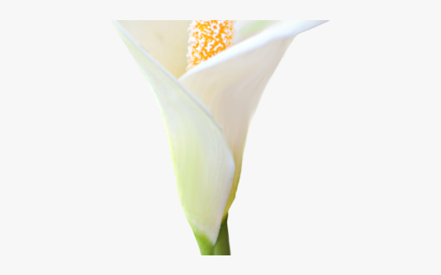 Giant White Arum Lily, Transparent Clipart