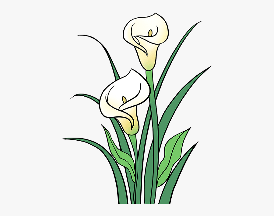 Stem Drawing Lily Flower Transparent Png Clipart Free - Calla Lily Drawing Easy, Transparent Clipart