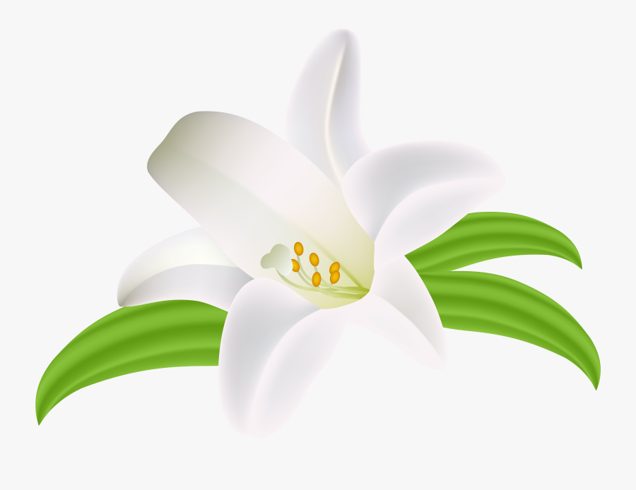 Transparent Calla Lily Clipart - Lilium Png, Transparent Clipart