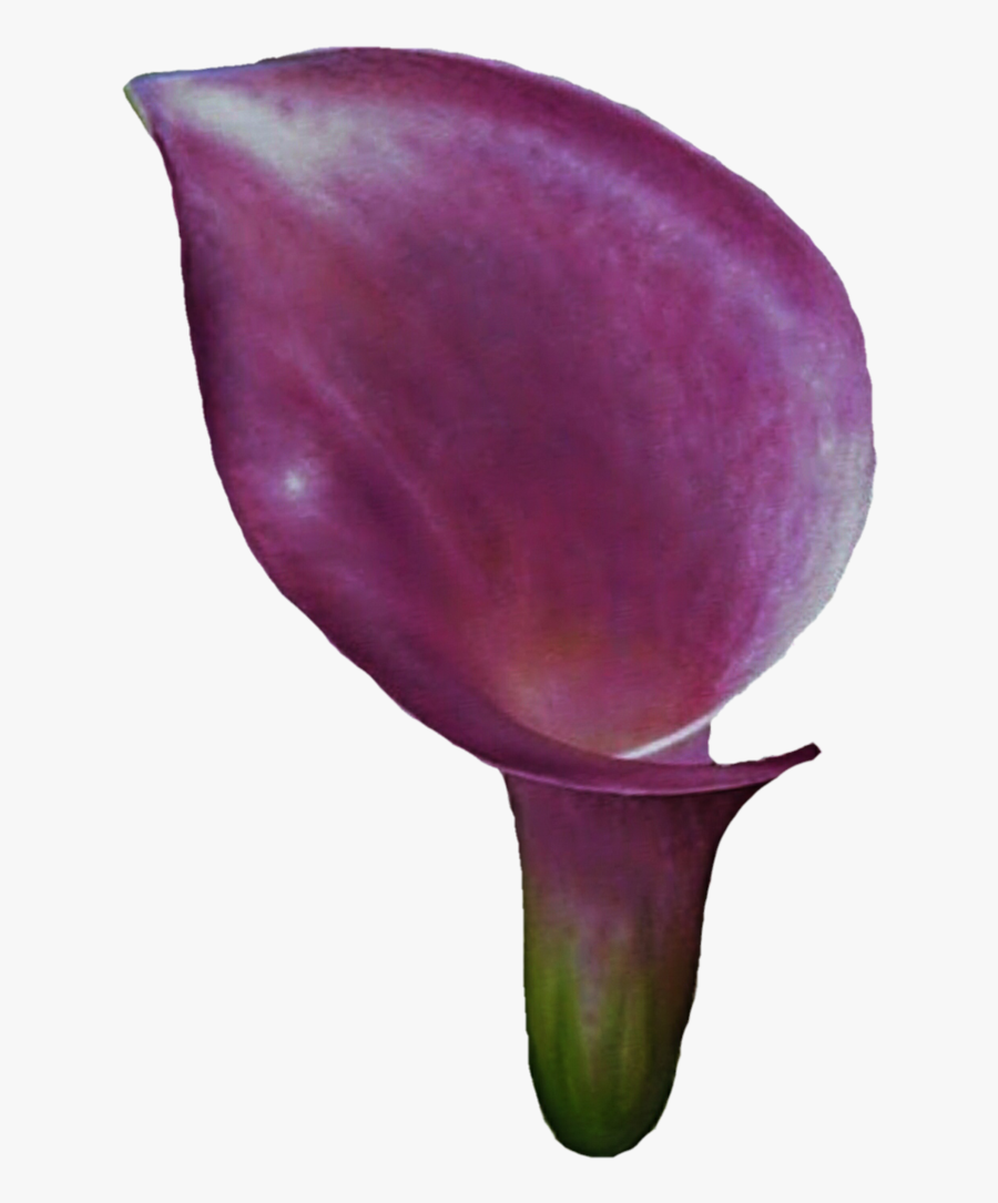 Clipart Calla Lily Flower - Devil's Tongue, Transparent Clipart