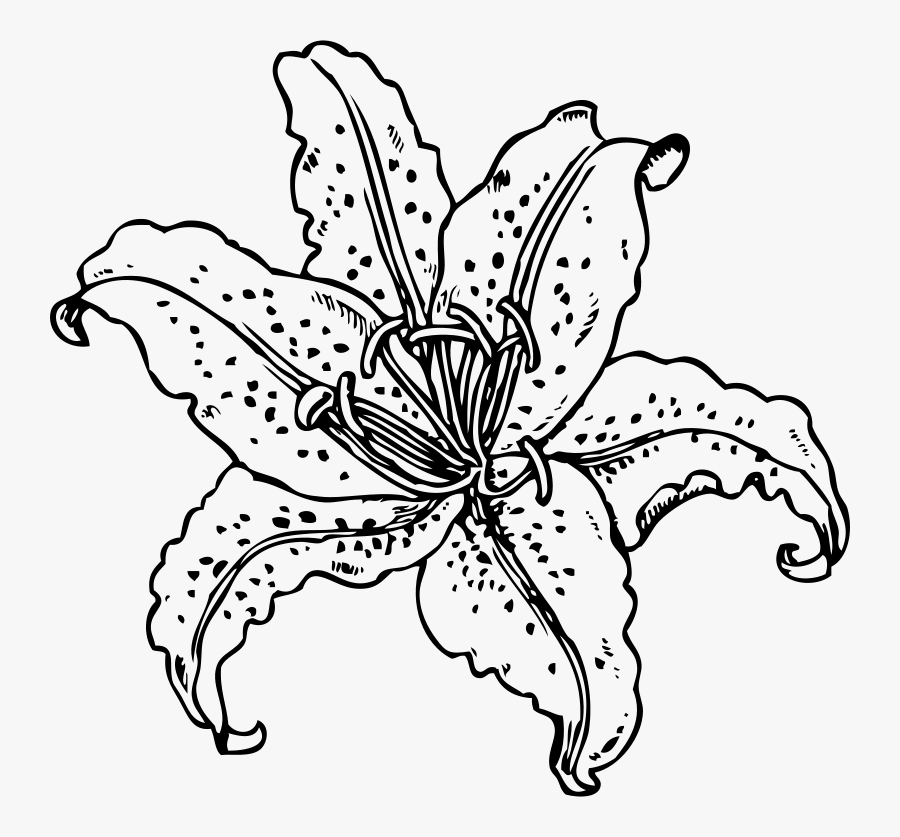 Tiger Lily Cliparts - Lily Drawing Png, Transparent Clipart