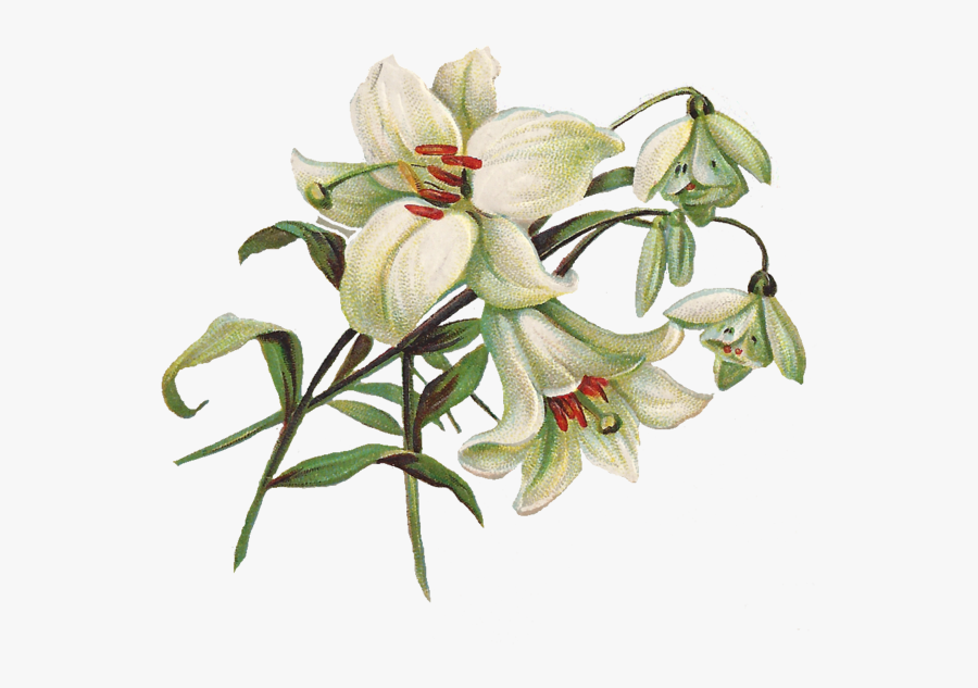 Sympathy Clipart Easter Lily - Lily Transparent, Transparent Clipart
