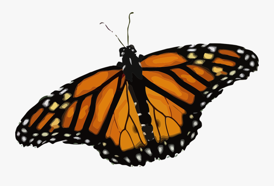 Monarch Butterfly Png, Transparent Clipart