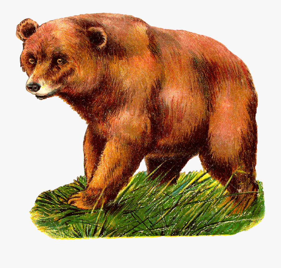 Bear Grizzly Animal Antique Illustration Image Clipart - Cliparts Kostenlos Grizzlybär, Transparent Clipart