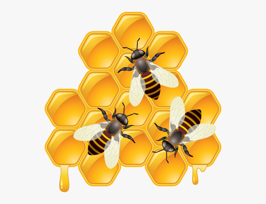 Bee Honey, Transparent Clipart