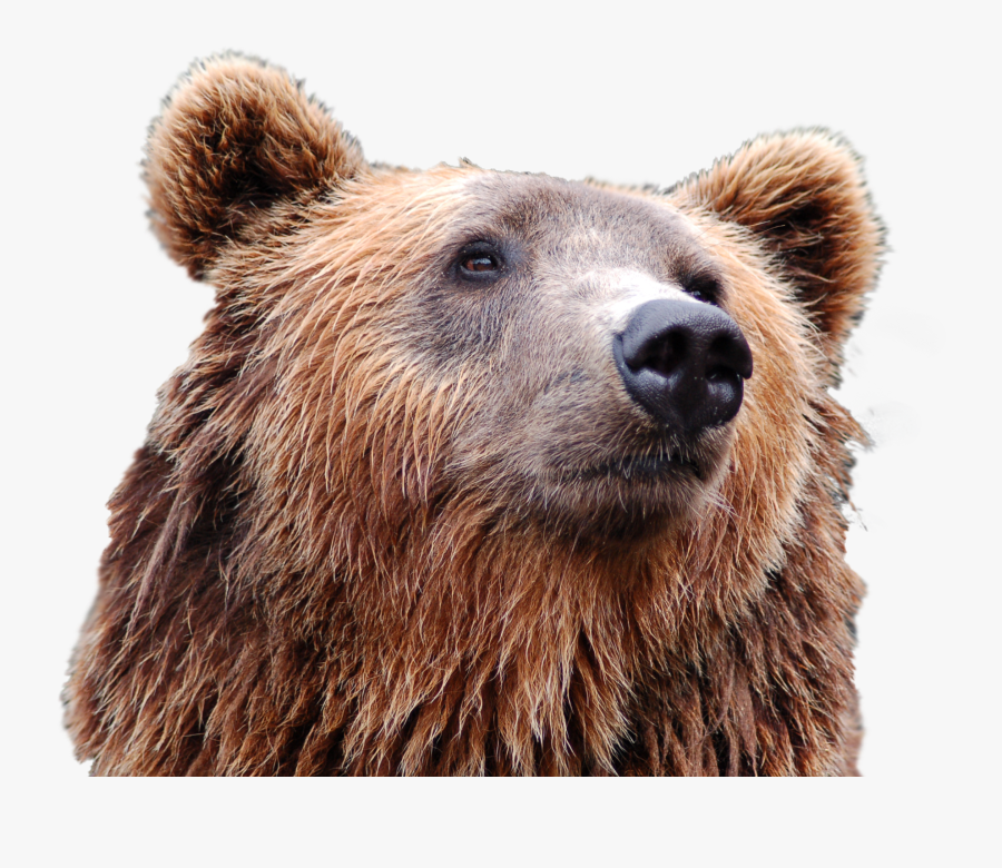 Clip Art Grizzly Bear Head - Bear Head Png, Transparent Clipart