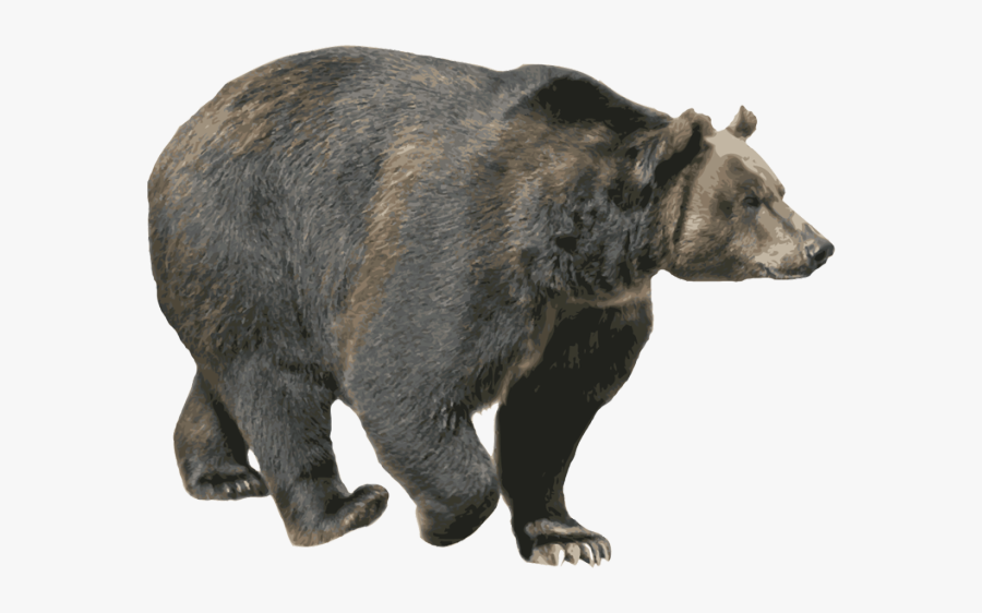 23463 - Black Bear Transparent Background, Transparent Clipart