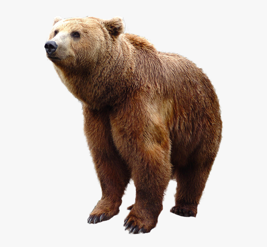 Head Clipart Grizzly - Grizzly Bear Png, Transparent Clipart