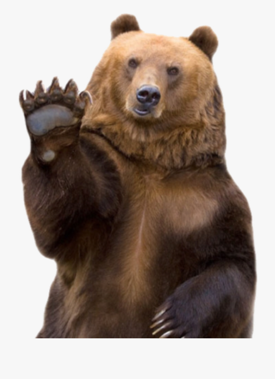Clip Art Brown Bears Pinterest Free - Imagem Urso, Transparent Clipart