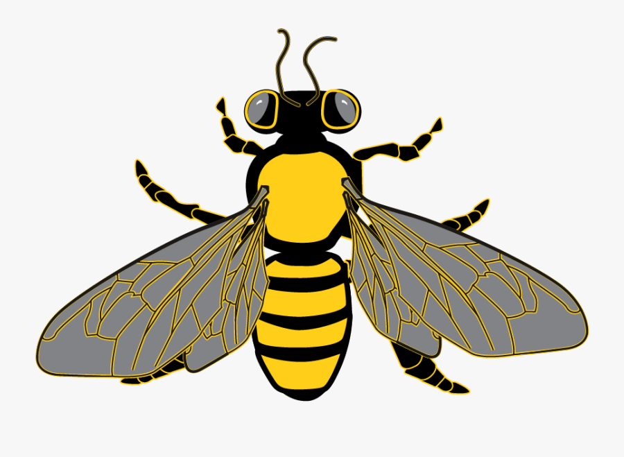 Killer Bee Africanized Transparent, Transparent Clipart