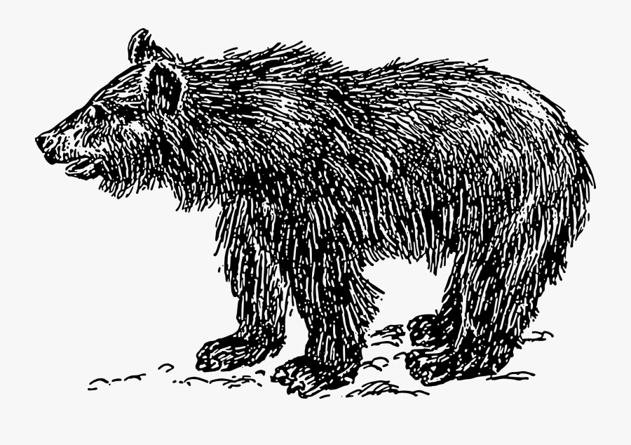 Line Art,wildlife,monochrome Photography - Bear Fur Clipart, Transparent Clipart