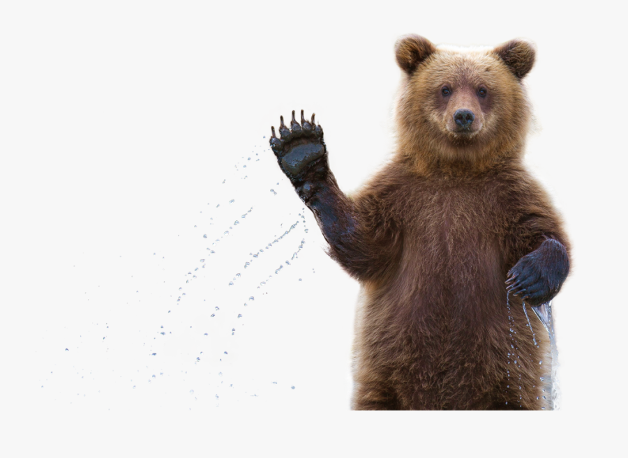 Clip Art Grizzly Bear Waving - Fun Facts About Bears, Transparent Clipart
