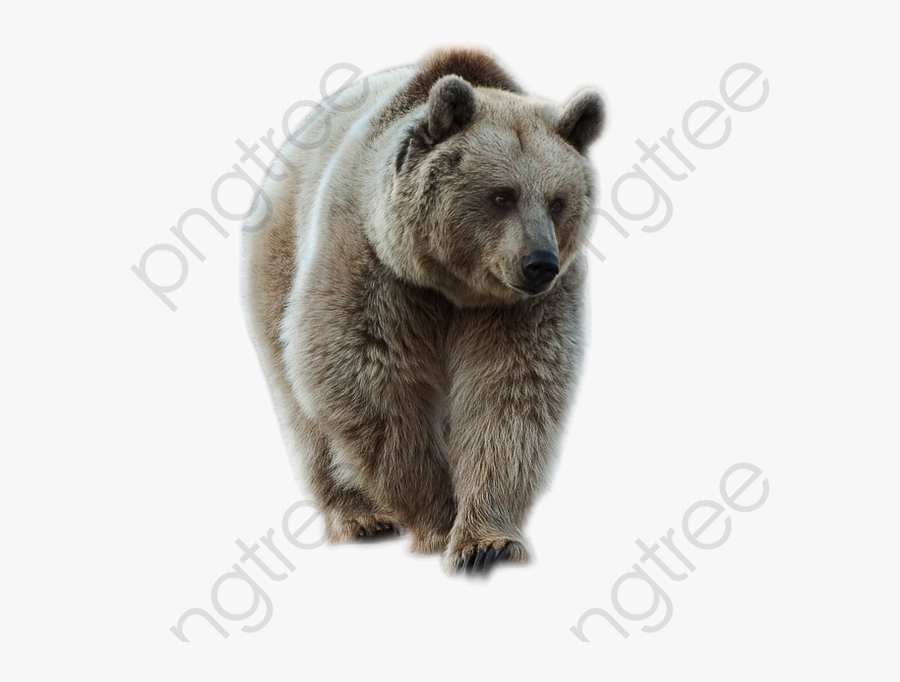 Transparent Grizzly Bear Png - Grey Bear Png, Transparent Clipart