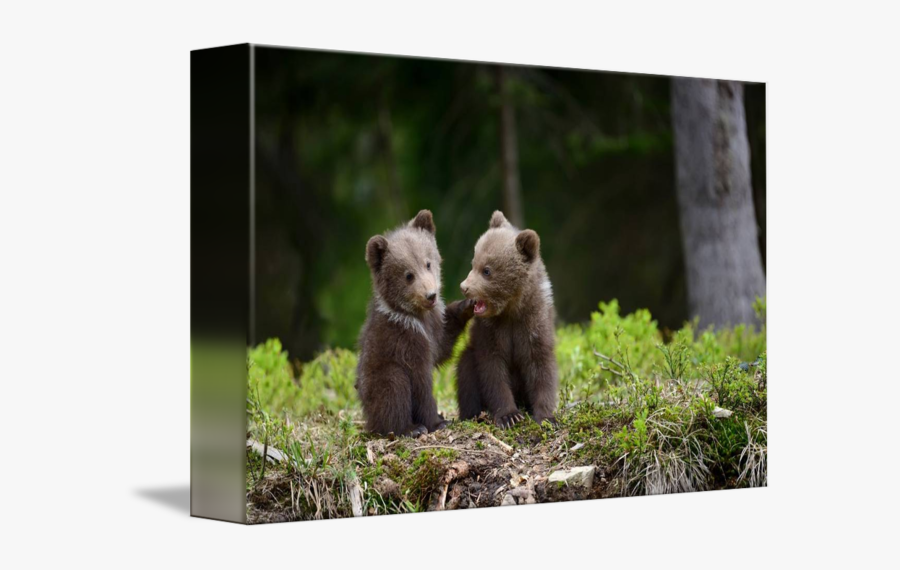 Transparent Bear Cub Clipart - Two Bear Cubs, Transparent Clipart