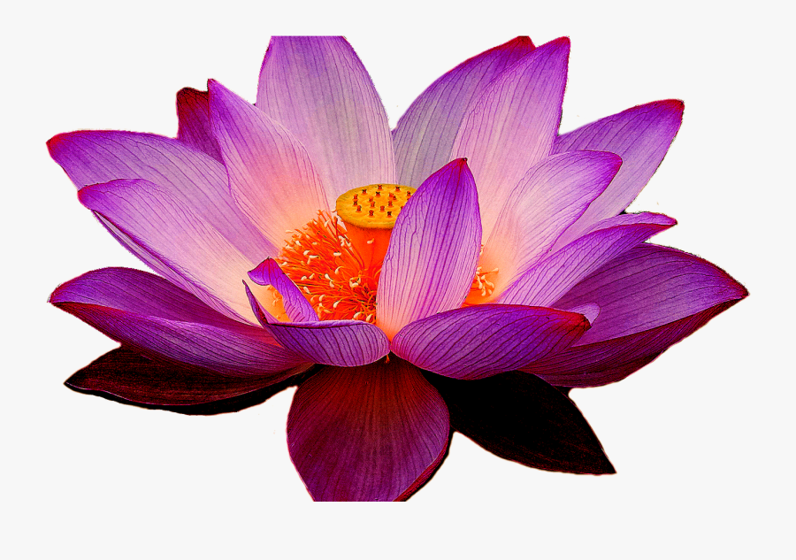 Hawaiian Flower Clipart Clipart & Vector Design - Purple Lotus Flower Png, Transparent Clipart