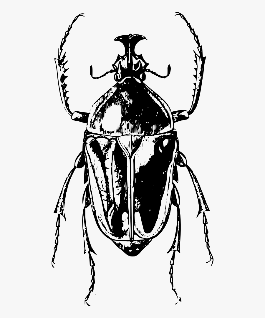 Beetle Bug - Escarabajo Blanco Y Negro, Transparent Clipart