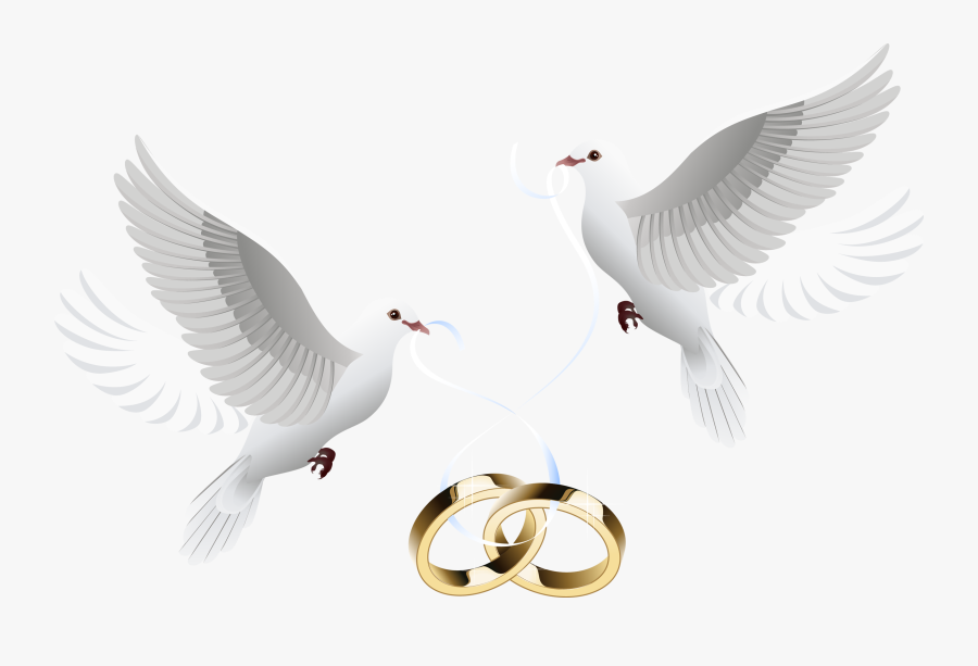 Wedding Invitation Clip Art - Wedding Dove Png, Transparent Clipart