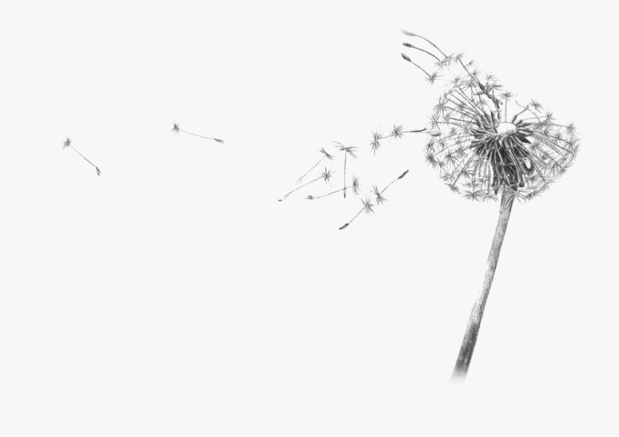 Transparent Blowing Dandelion Png - Drawing Of Dandelion Transparent, Transparent Clipart