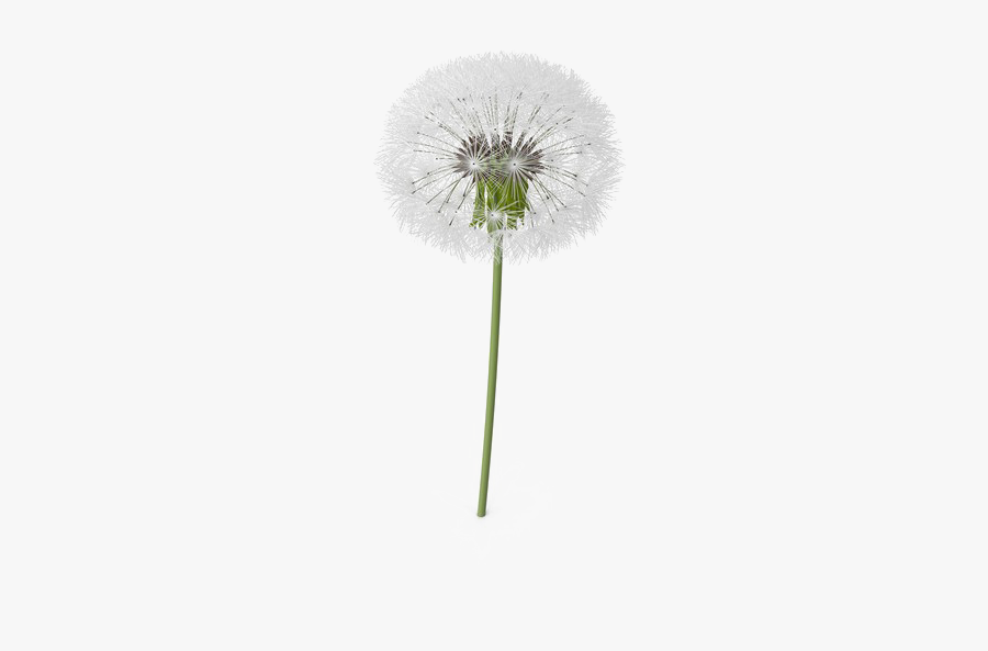 Dandelion Clipart Colorful - Dandelion Png, Transparent Clipart