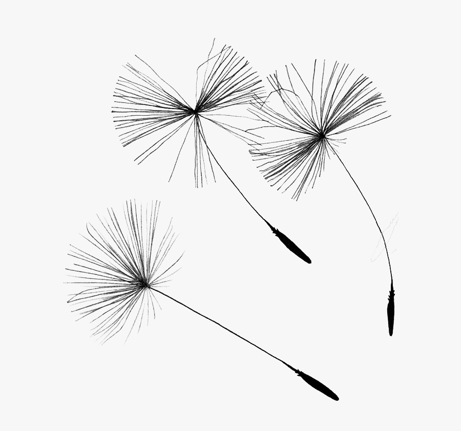 Clip Art Library Dandelion Seed Illustration Creative - Sementes De Dente De Leão, Transparent Clipart