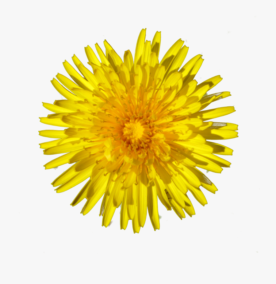 Dandelion Clipart Daisy - Dandelion, Transparent Clipart