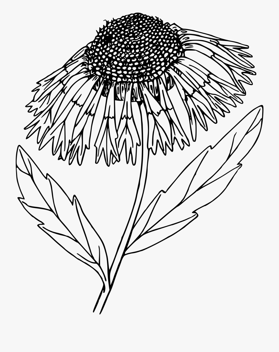 Dandelion Clipart Drawn - Blanket Flower Draw, Transparent Clipart