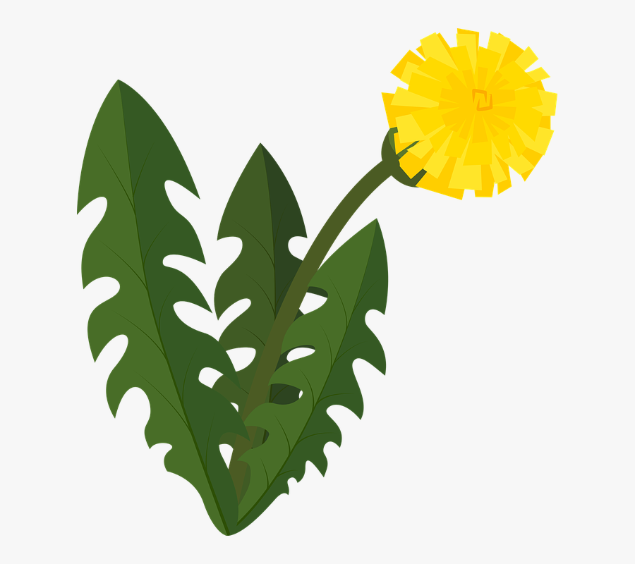 Dandelion, Blowball, Flower, Nature, Plant, Blossom - Pupava Png, Transparent Clipart