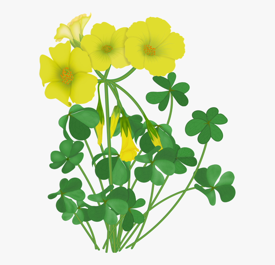 Flowers - Redwood Sorrel, Transparent Clipart