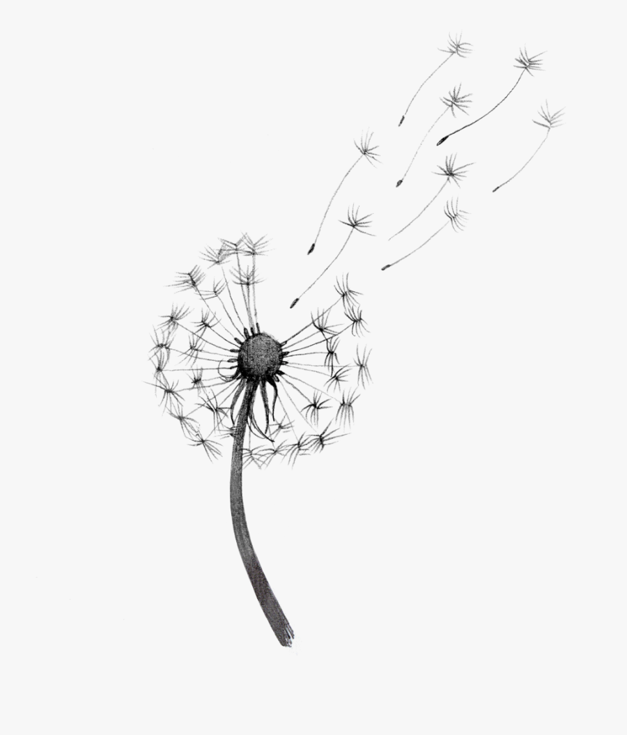 Transparent Dandelions Png - Dandelion White Black Transparent, Transparent Clipart