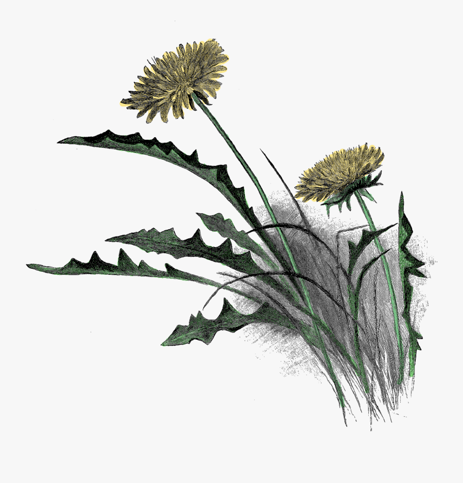 Dandelion Illustration, Transparent Clipart