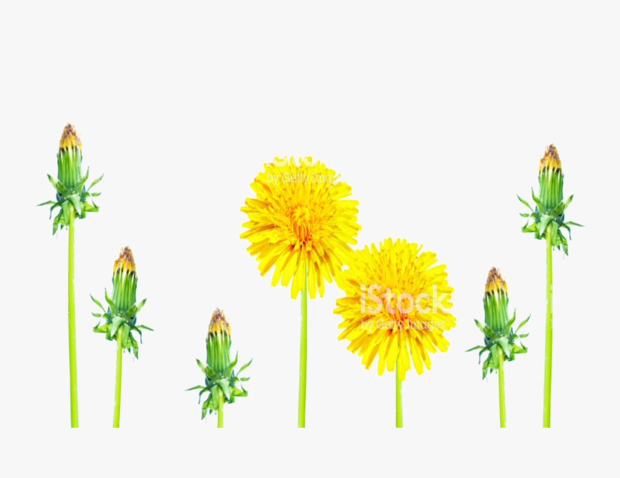 Dandelion, Transparent Clipart