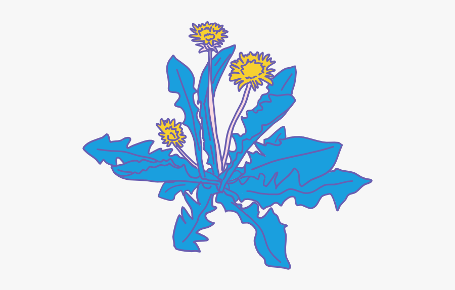 Dandelion Theory - African Daisy, Transparent Clipart