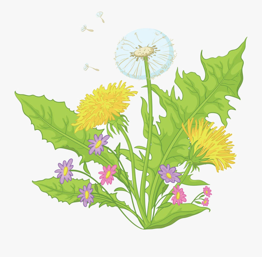 Clipart Royalty Free Common Dandelion Flower Royalty - Dandelion Leaves And Seeds, Transparent Clipart