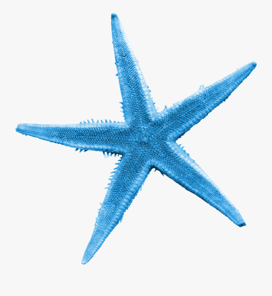 Transparent Teal Starfish Clipart - Starfish, Transparent Clipart