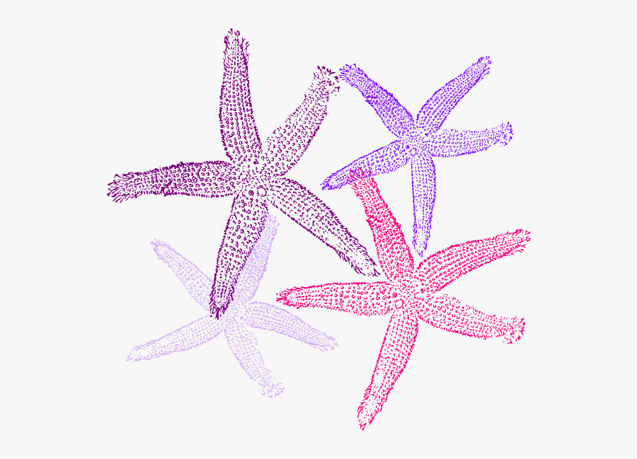 Purple Starfish No Background, Transparent Clipart