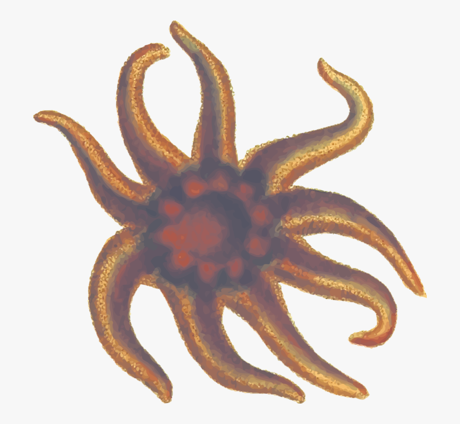 Marine - Echinoderm, Transparent Clipart