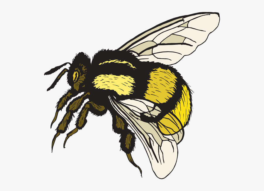 Bee Bumblebee Clip Art Free Bumble Clipart Transparent - Clipart Bumble Bee, Transparent Clipart