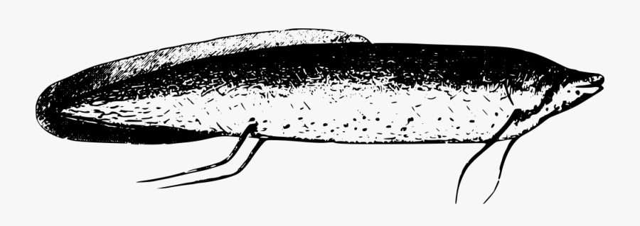 Fish From Lake Tanganyika - Oily Fish, Transparent Clipart