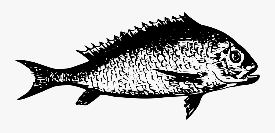 Fish From Lake Tanganyika - Lake, Transparent Clipart