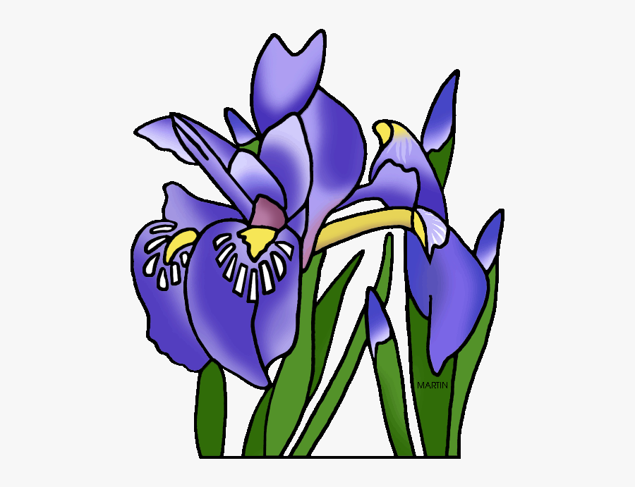 Michigan State Wild Flower Dwarf Lake Iris - Tennessee State Flower