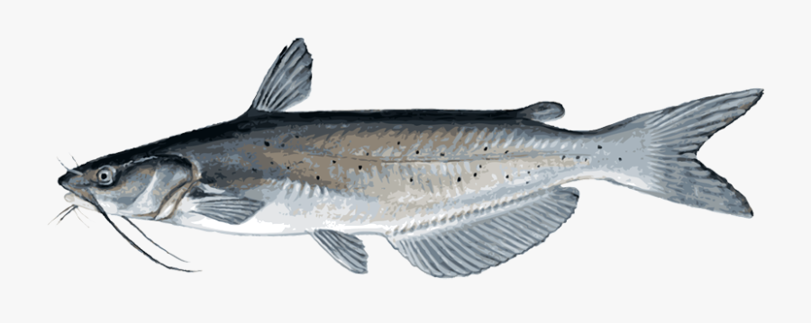 Catfish Png, Transparent Clipart