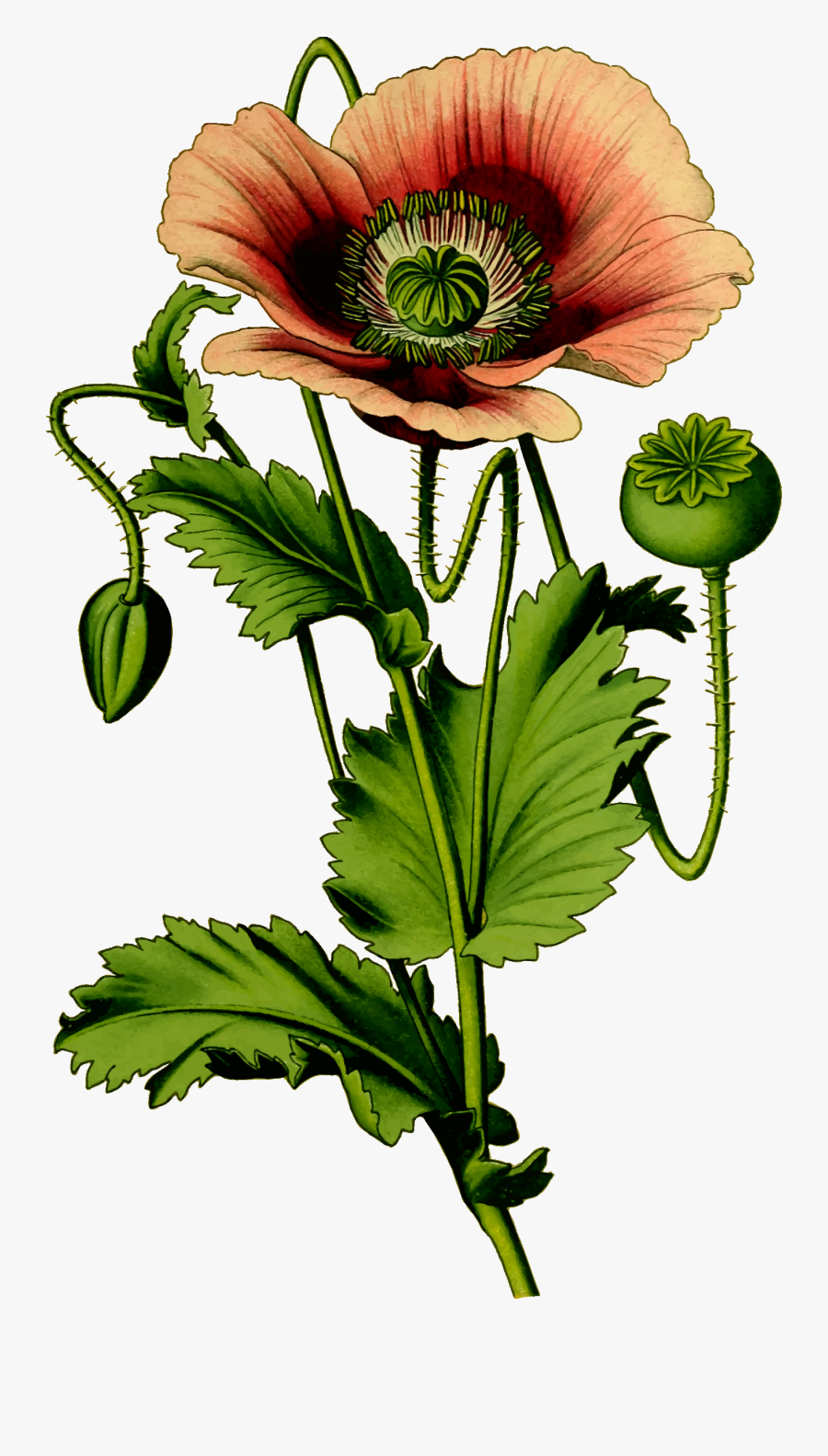 Poppy Clipart Public Domain - Opium Poppy Plant Vector, Transparent Clipart