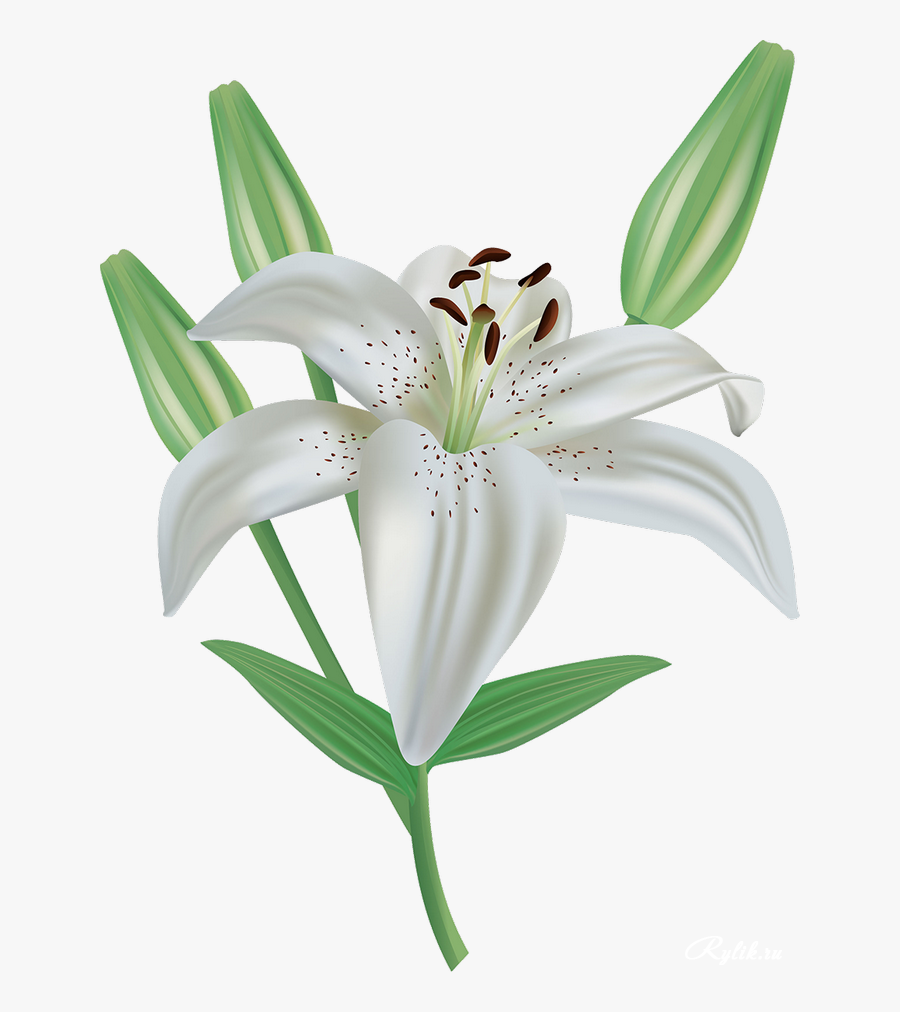 Лилия Белая Png Клипарт - Transparent Easter Lily Clipart, Transparent Clipart