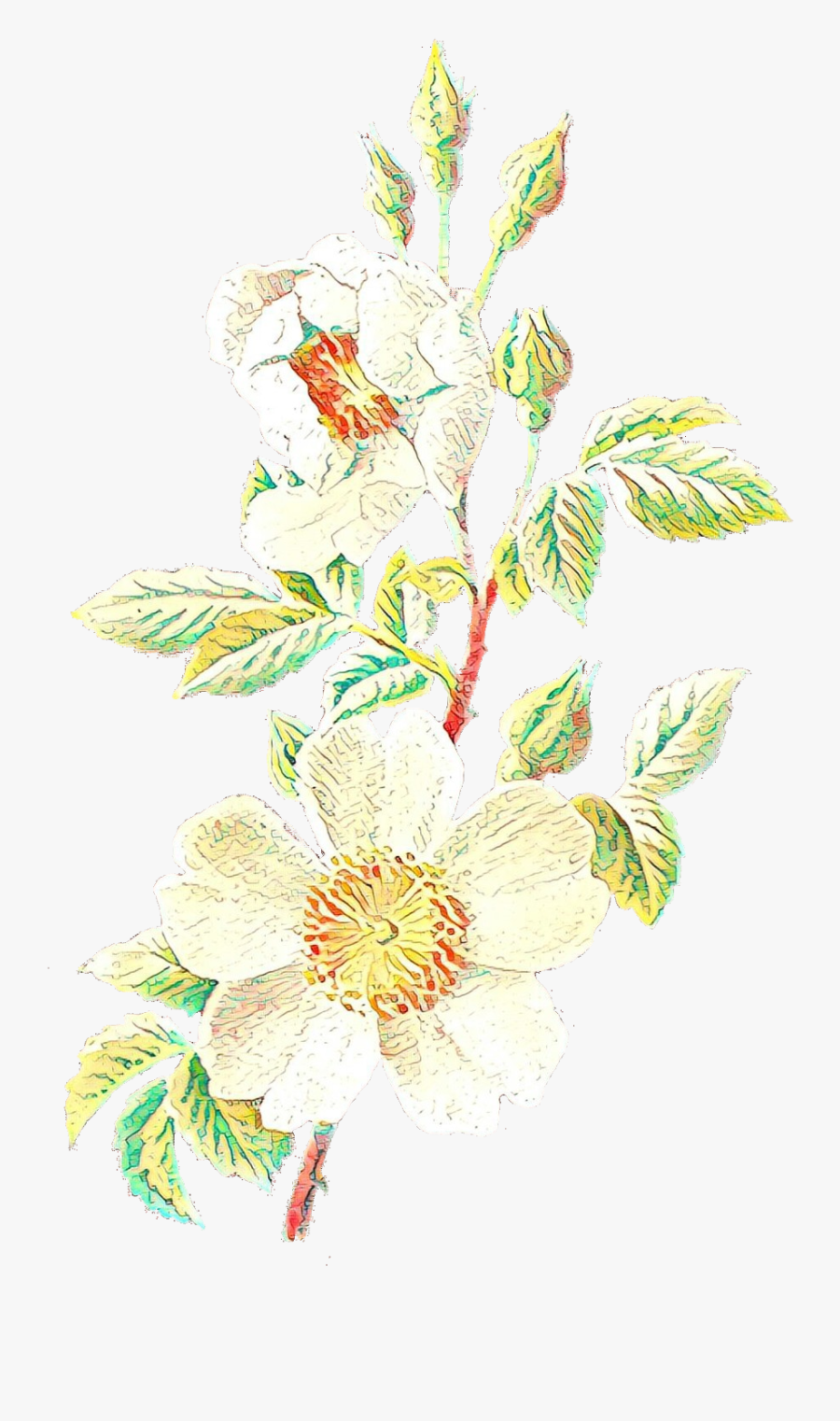 Vintage Flower Illustration Png , Transparent Cartoons - Evergreen Rose, Transparent Clipart