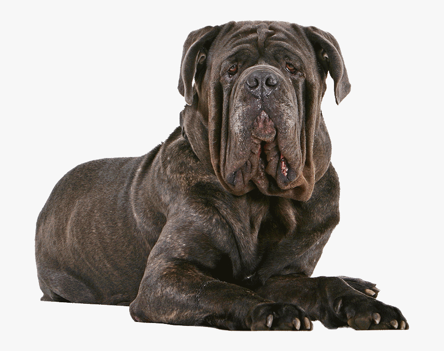 Clip Art Mastiff Dog Breed Information - Neapolitan Mastiff English Mastiff, Transparent Clipart