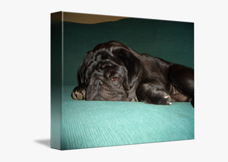 Clip Art Ugly Pug By Annie - Pug, Transparent Clipart