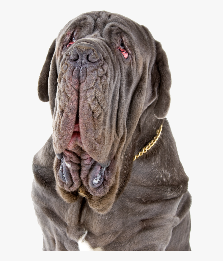 neapolitan bullmastiff