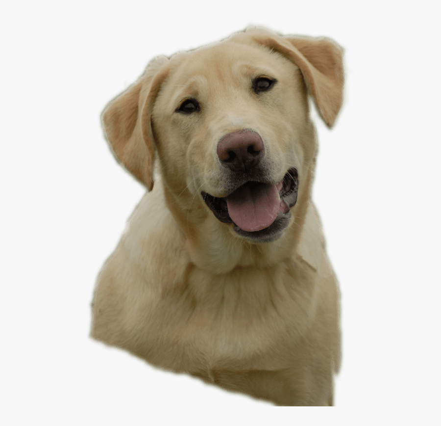 Puppy Clip Labrador - Free Clipart Yellow Lab, Transparent Clipart